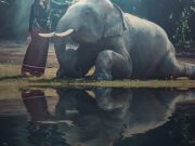 Elephant Swimming & Sanctuary Experience