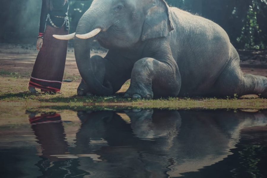Elephant Swimming & Sanctuary Experience